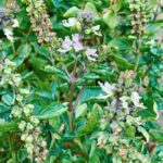 Organic Tulsi Tea | Nature’s Elixir for Resilience